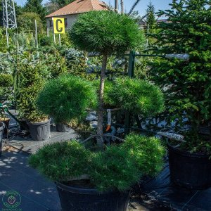 Borovica drobnokvetá (Pinus parviflora) ´BREVIFOLIA´ – výška 120-130 cm, kont. C110L - BONSAJ